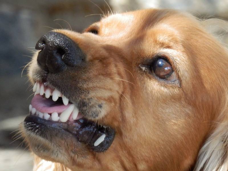 formation massage canin et félin pour chien agressif, comment faire?