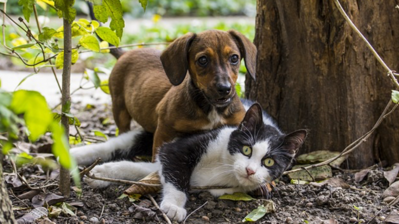 formation masseuse canin et félin à Aubagne pour votre chien et votre chat