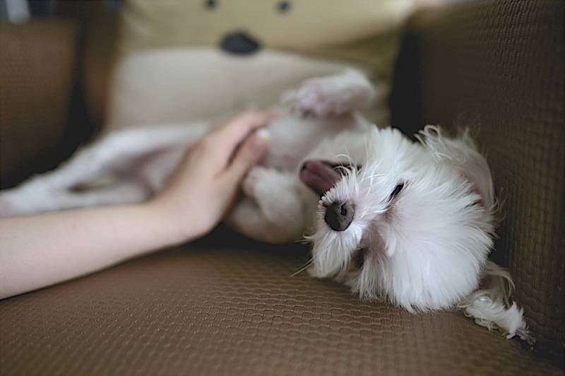 comment pratiquer des massages sur mon chien?