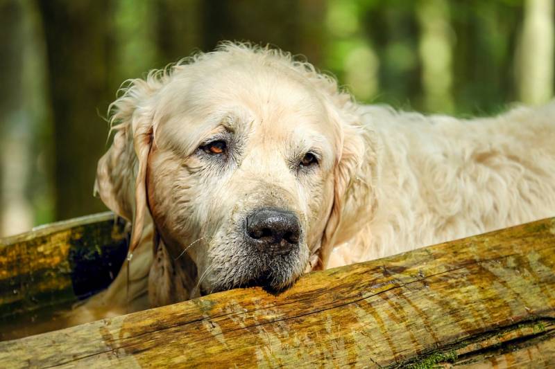 Masseur canin et félin pour arthrose à Cassis