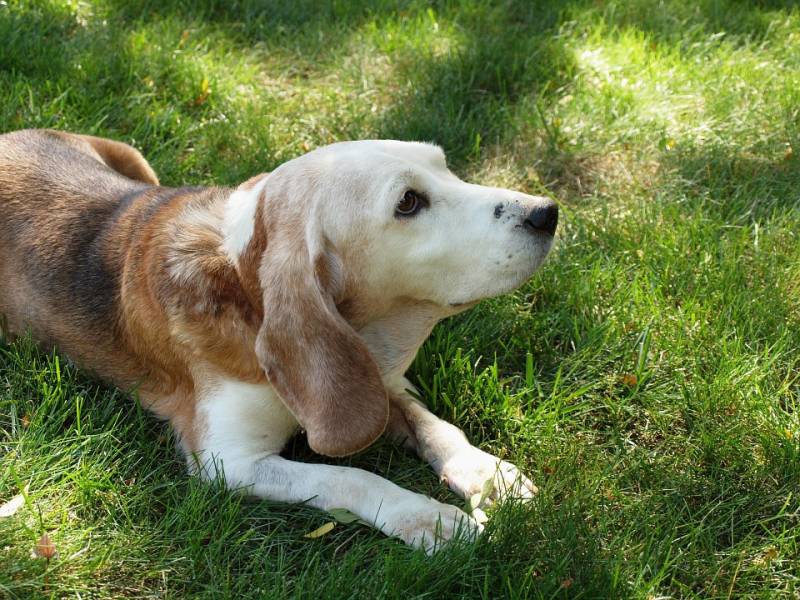 l'arthrose de mon chien soulagée par mon masseur bien-être animalier à Aubagne